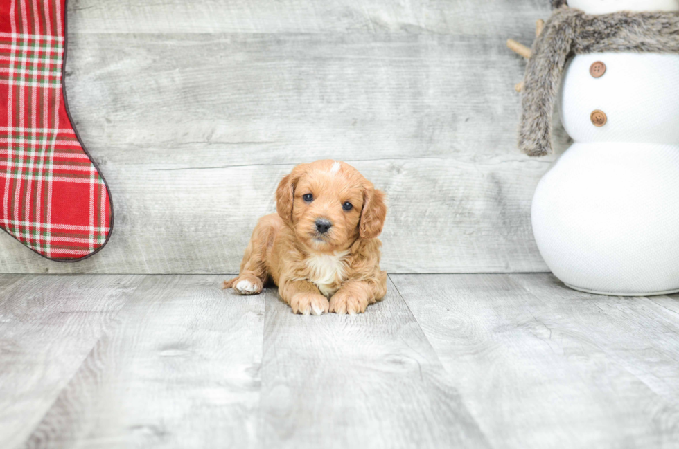 Cavapoo Puppy for Adoption