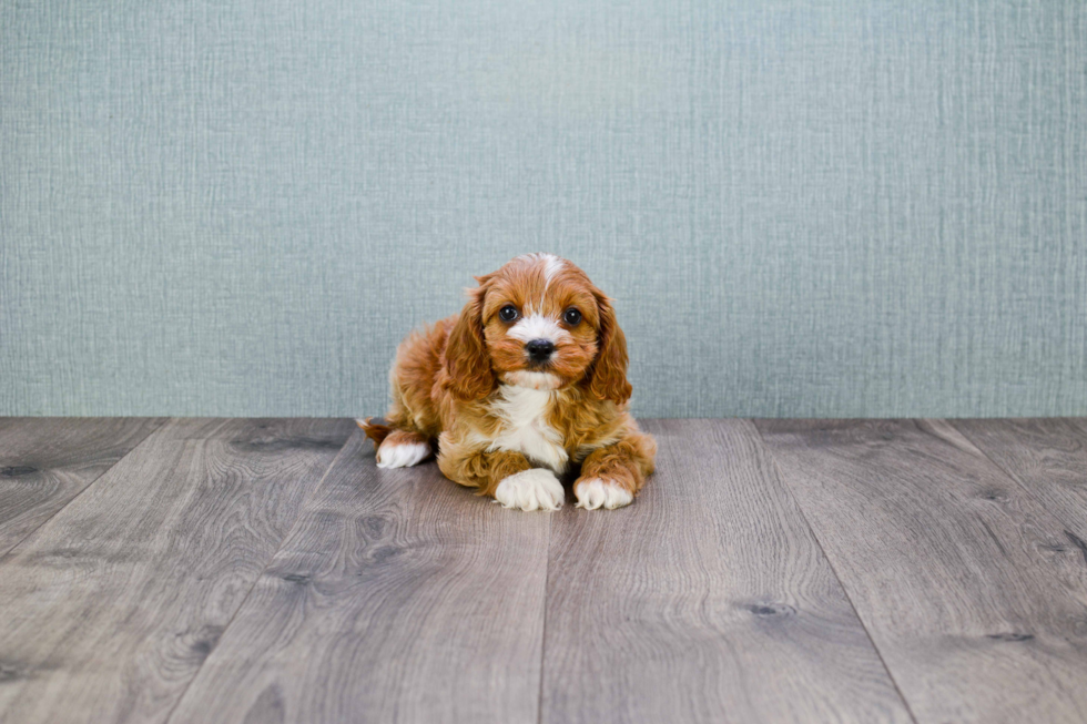 Best Cavapoo Baby