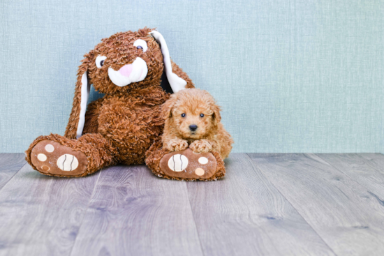 Fluffy Cavapoo Poodle Mix Pup