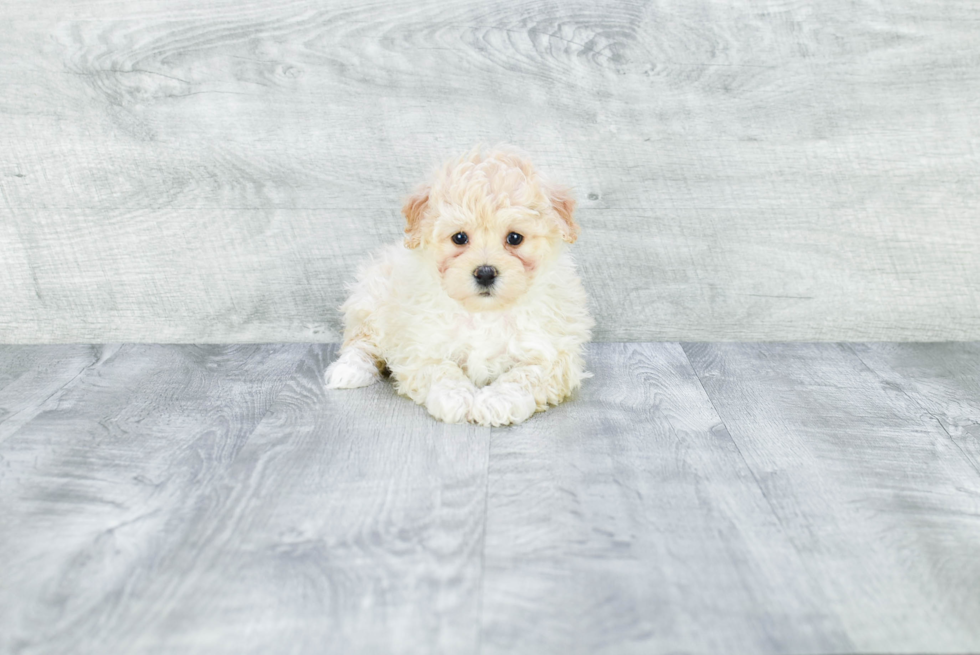 Best Maltipoo Baby