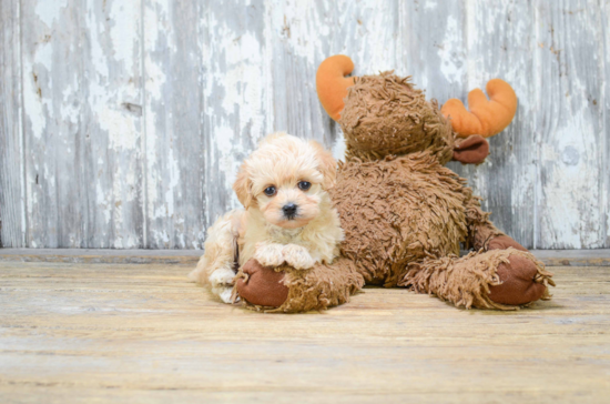 Playful Maltese Poodle Poodle Mix Puppy