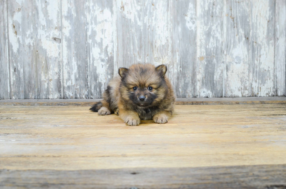 Best Pomeranian Baby