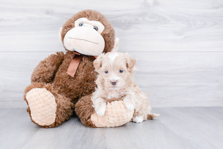 Best Maltipoo Baby