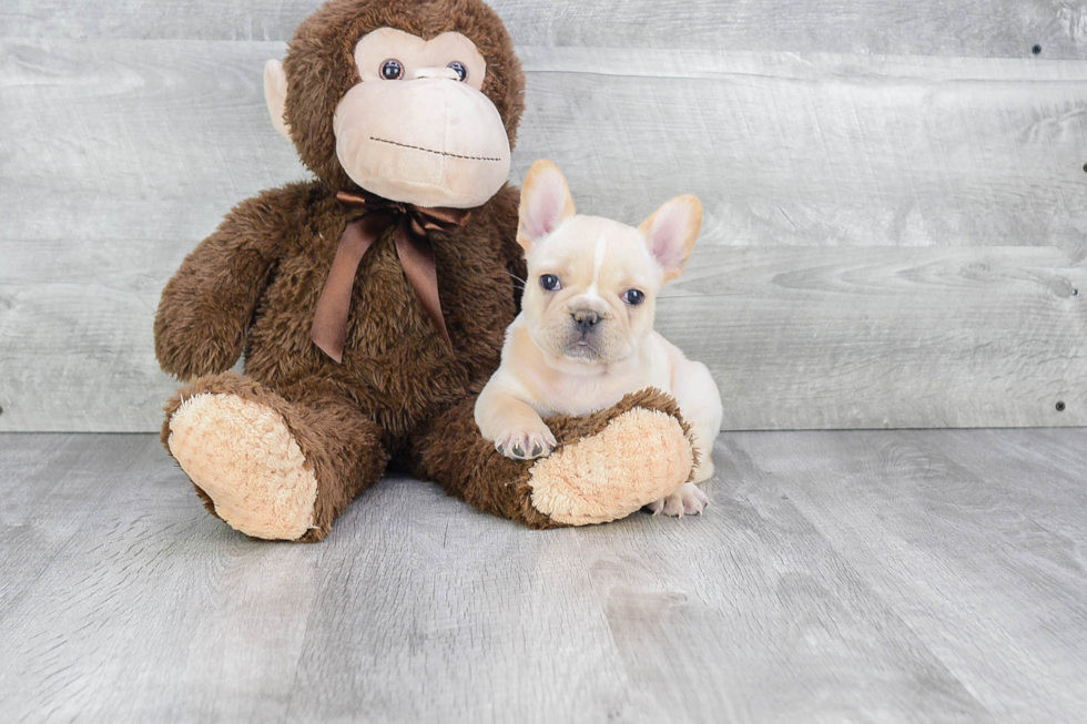 French Bulldog Pup Being Cute