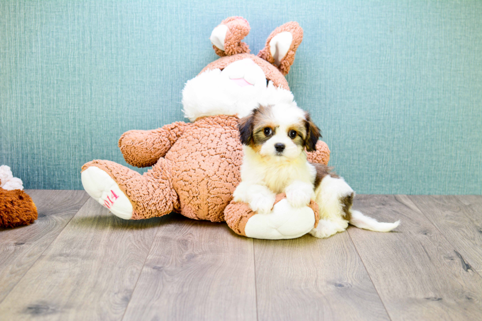 Meet Carly - our Cavachon Puppy Photo 