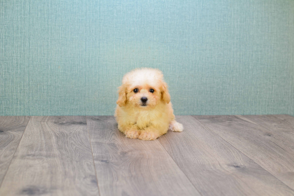 Maltipoo Pup Being Cute