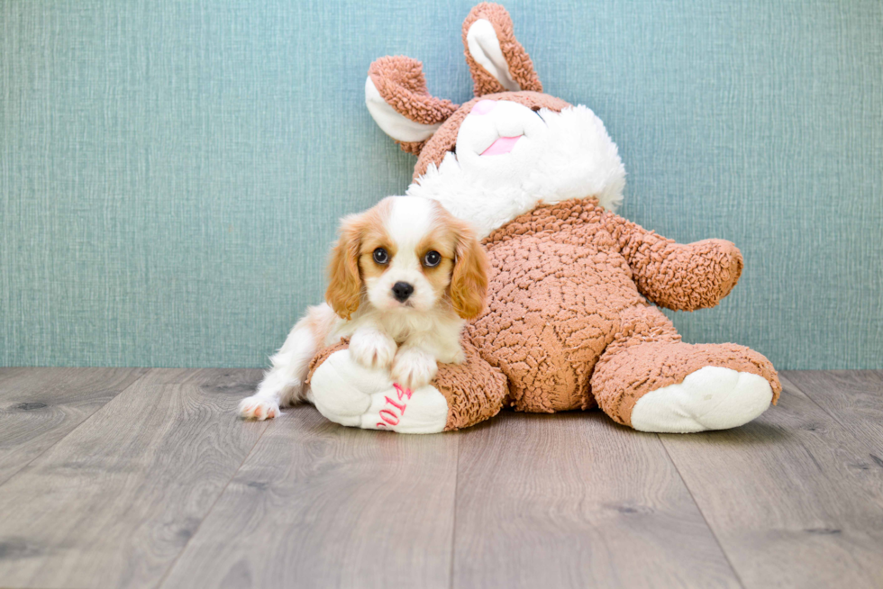 Cavalier King Charles Spaniel Puppy for Adoption