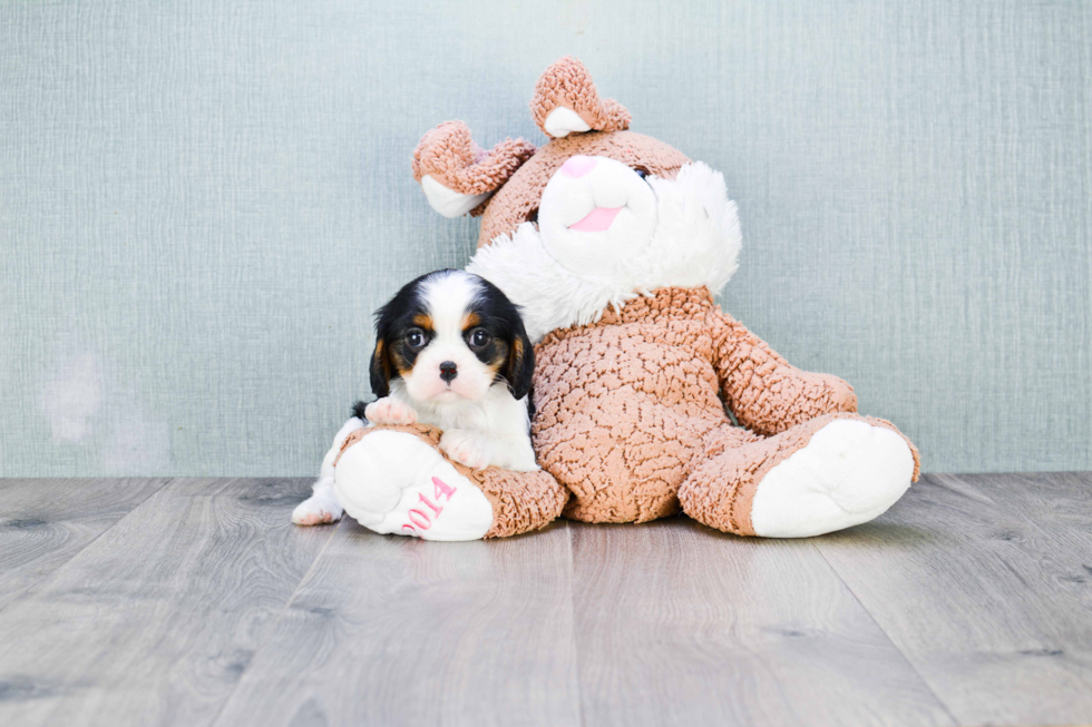 Hypoallergenic Cavalier King Charles Spaniel Purebred Pup