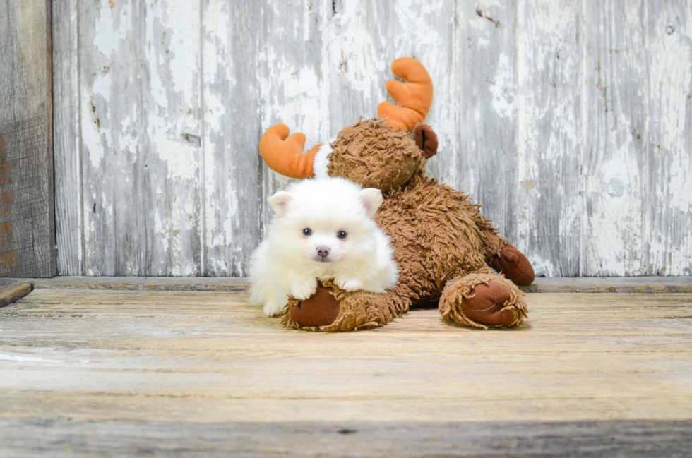 Friendly Pomeranian Purebred Pup