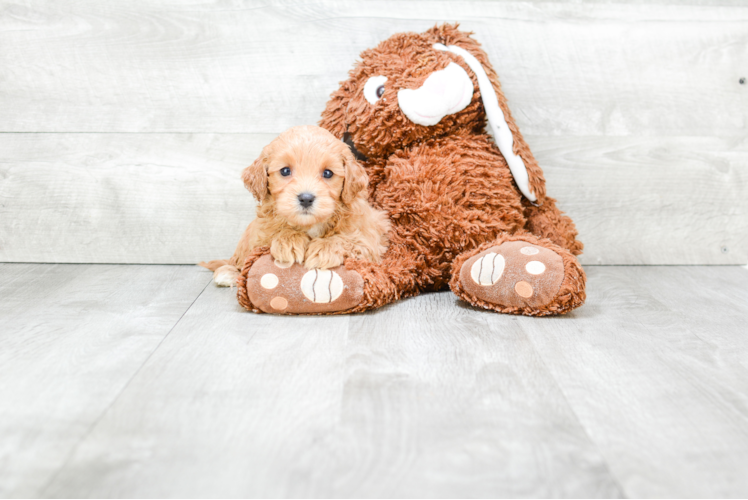 Funny Cavapoo Poodle Mix Pup