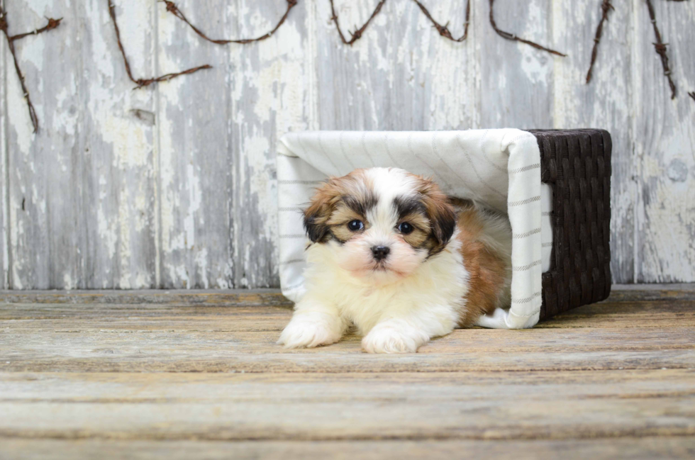 Teddy Bear Pup Being Cute