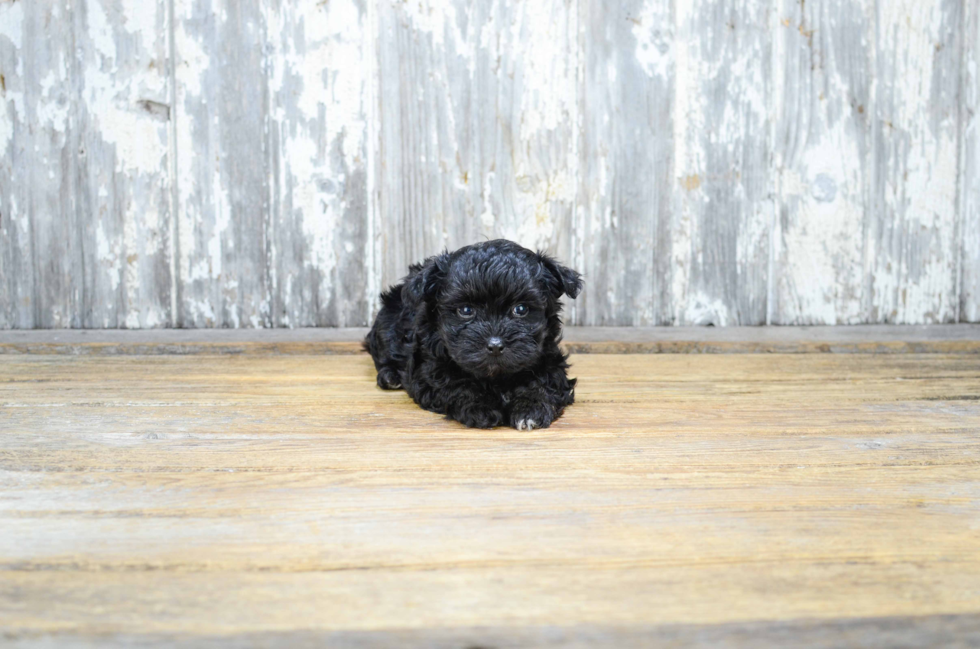 Best Maltipoo Baby