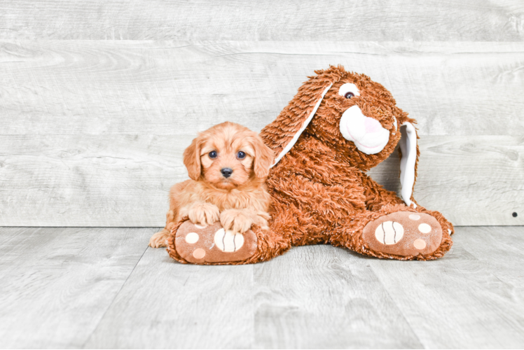 Cavapoo Pup Being Cute