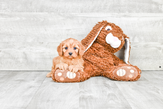 Cavapoo Pup Being Cute