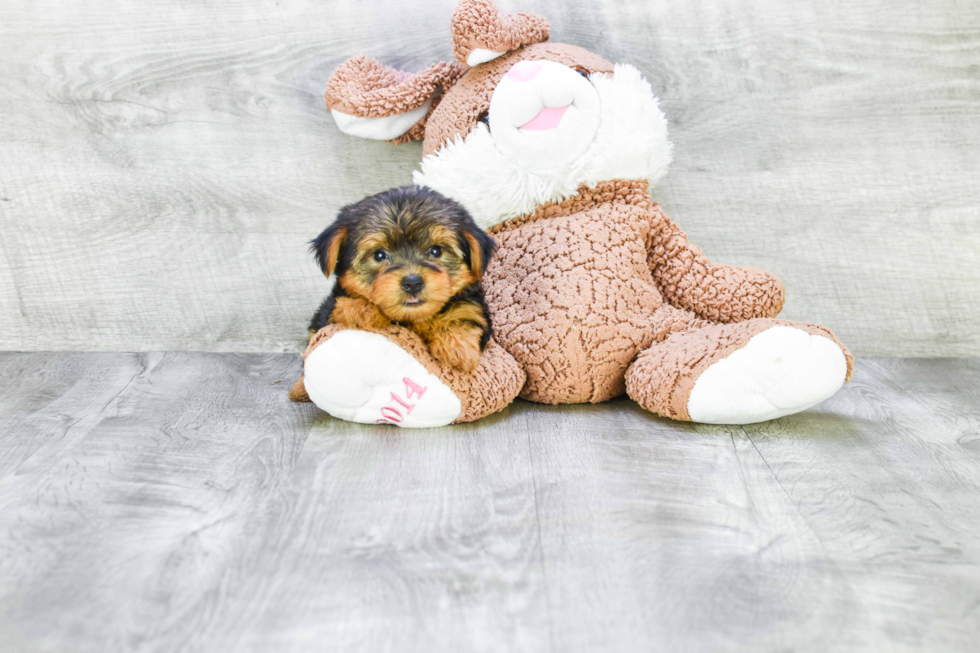 Meet Bronze - our Yorkshire Terrier Puppy Photo 