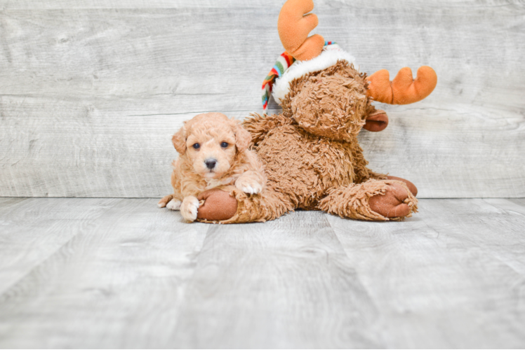 Best Maltipoo Baby