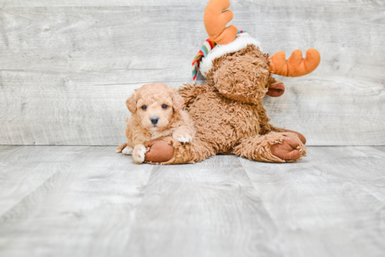 Best Maltipoo Baby