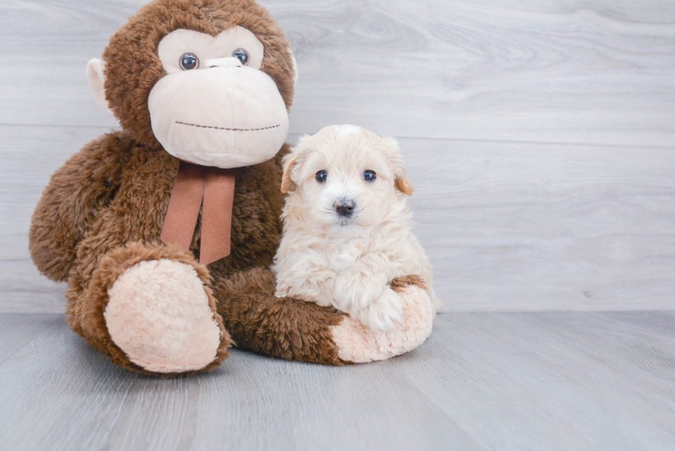 Small Maltipoo Baby