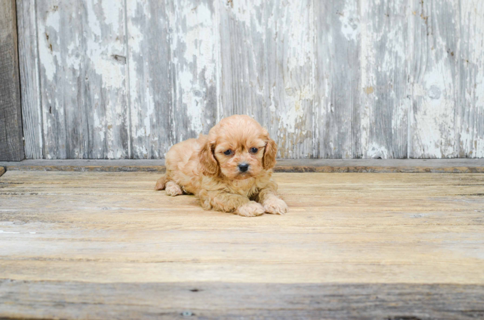 Cavachon Puppy for Adoption