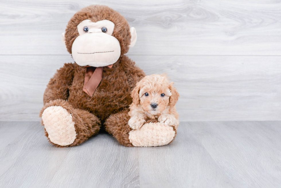 Cavapoo Pup Being Cute