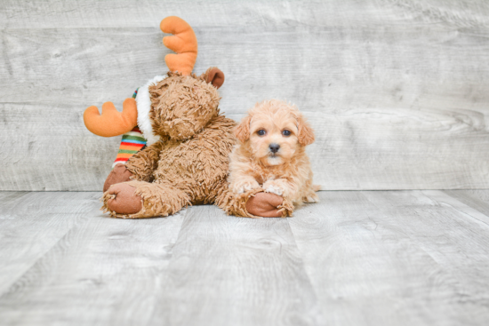 Playful Shichon Designer Puppy