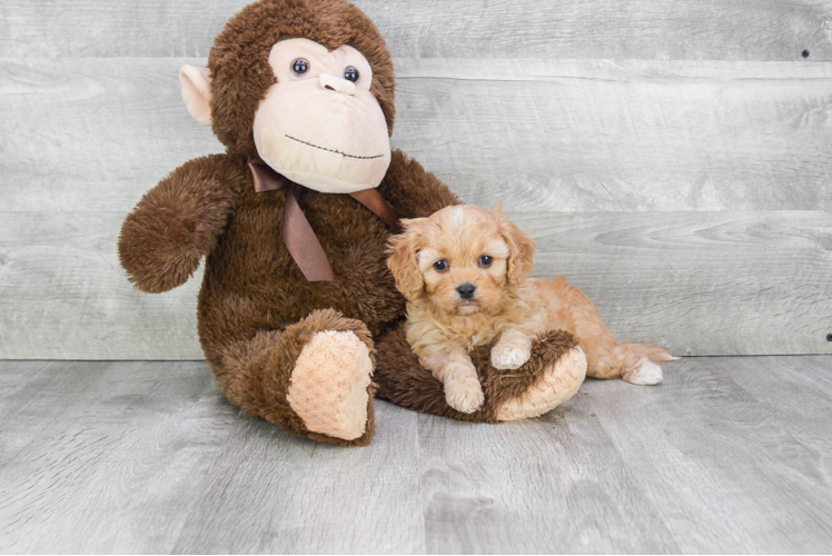 Cavapoo Puppy for Adoption