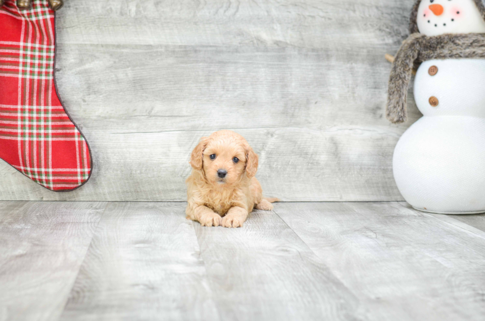 Cavapoo Puppy for Adoption