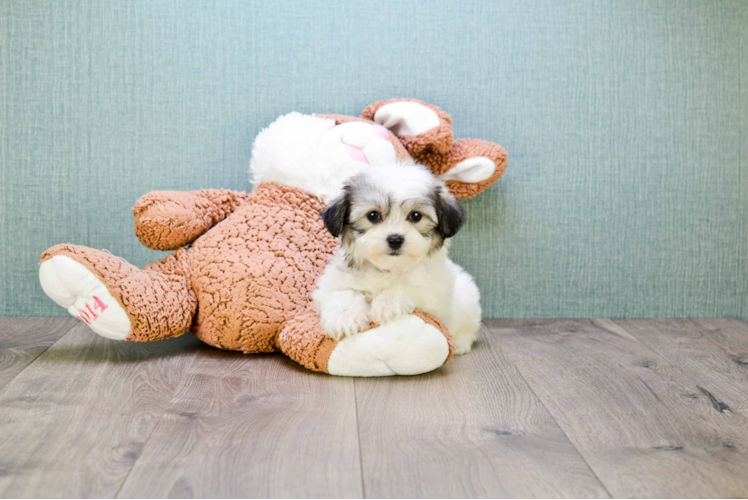 Sweet Teddy Bear Baby