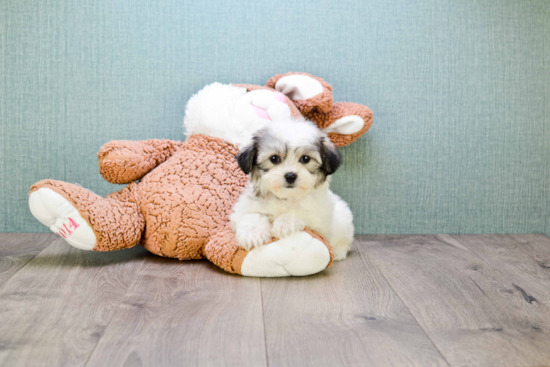 Sweet Teddy Bear Baby