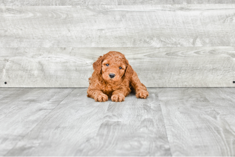 Happy Mini Goldendoodle Baby