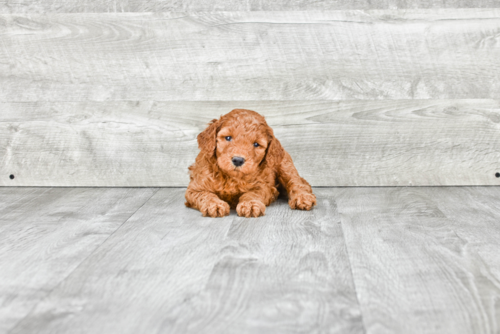 Happy Mini Goldendoodle Baby