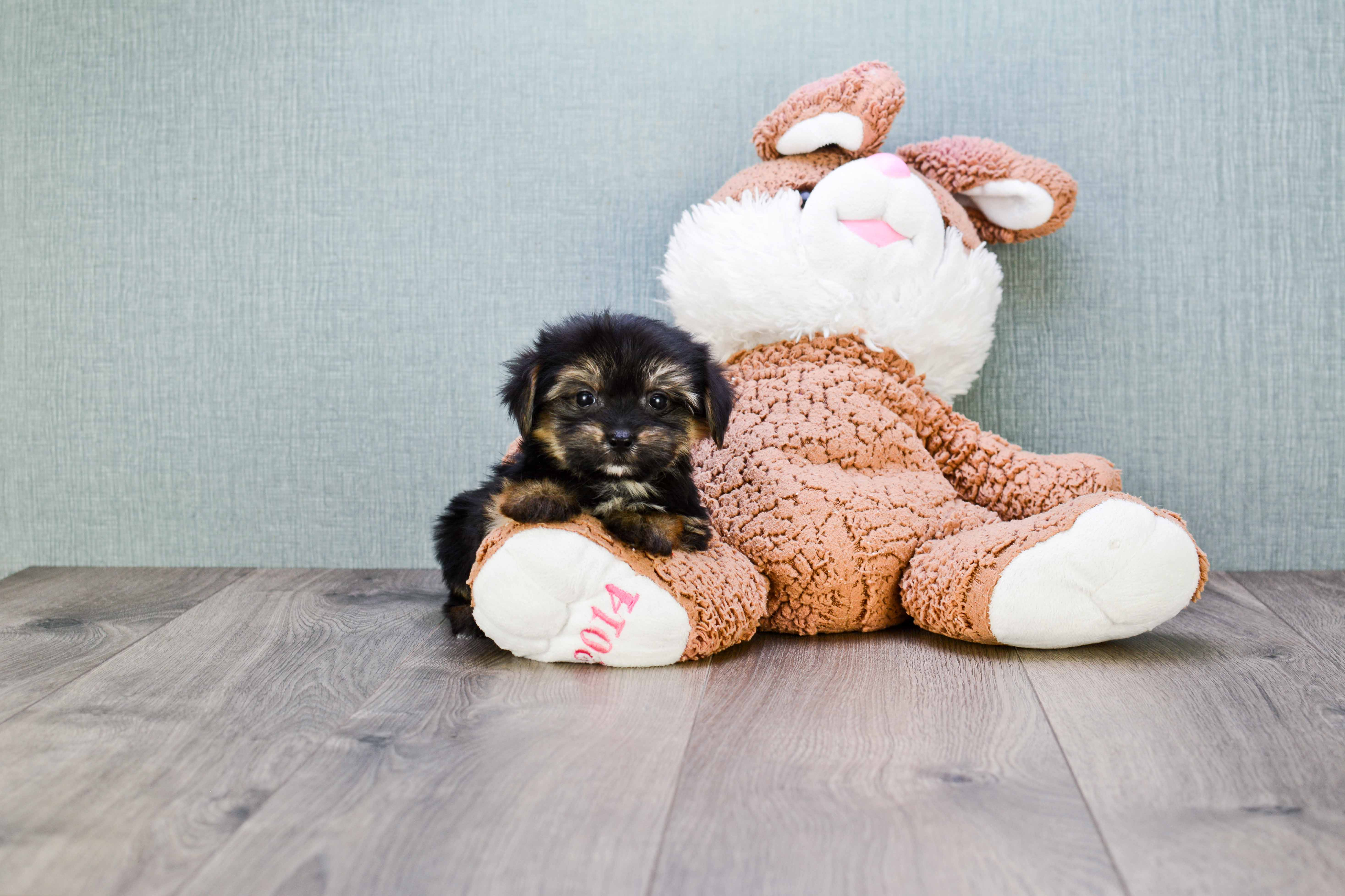Playful Yorkie Designer Puppy