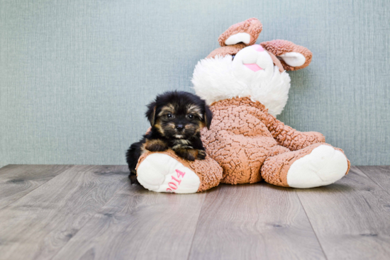 Playful Yorkie Designer Puppy