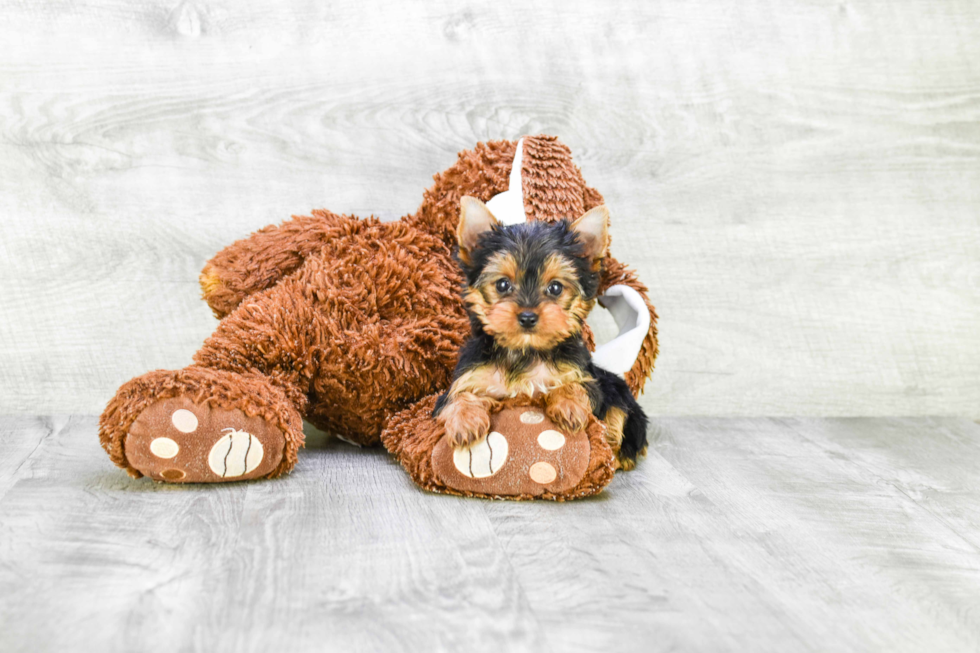 Meet Twinkle - our Yorkshire Terrier Puppy Photo 