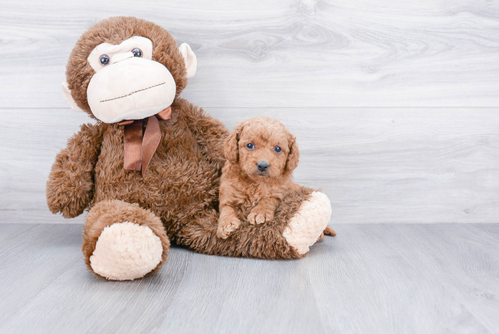 Little Golden Retriever Poodle Mix Puppy