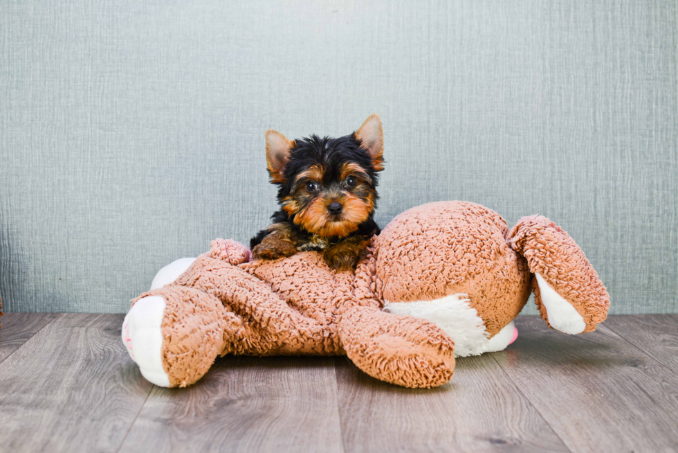 Meet Batman - our Yorkshire Terrier Puppy Photo 