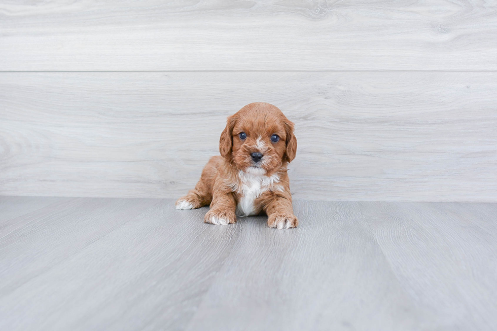 Best Cavapoo Baby