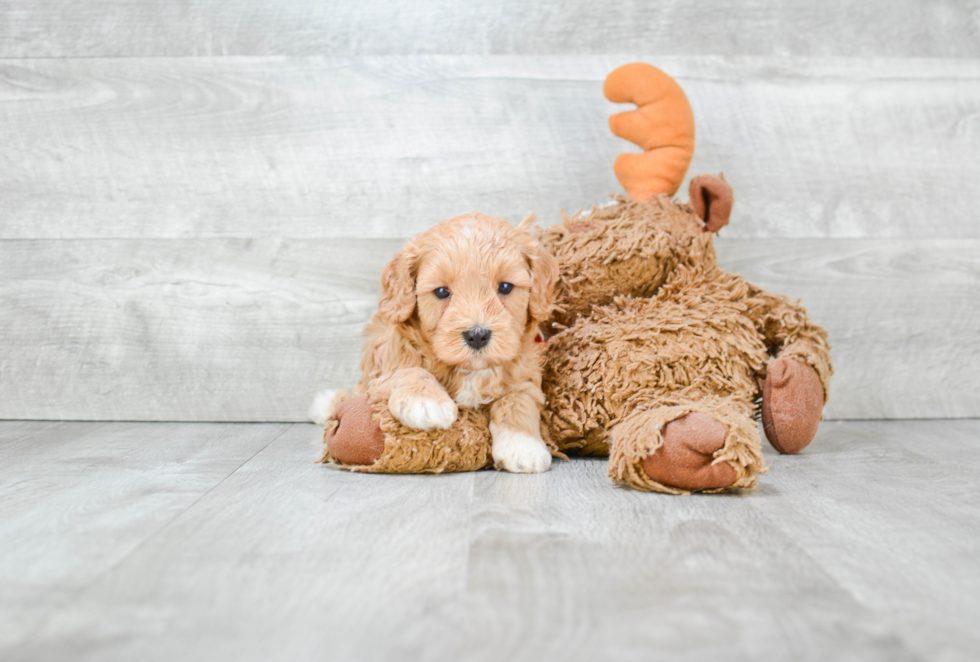 Funny Cavapoo Poodle Mix Pup