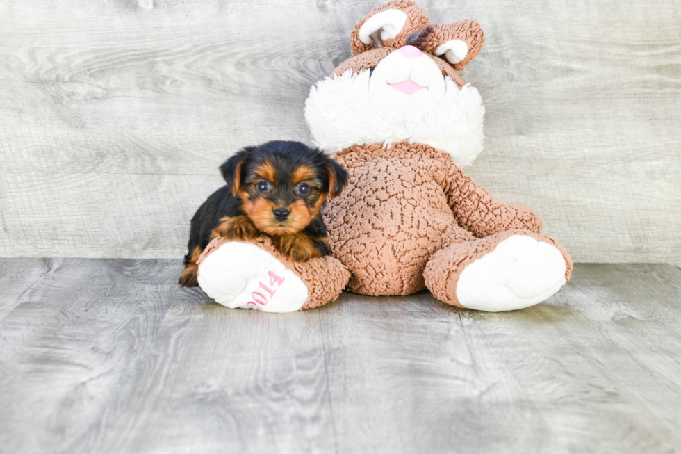 Meet Isabelle - our Yorkshire Terrier Puppy Photo 