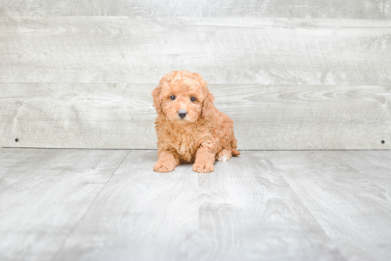 Best Mini Goldendoodle Baby