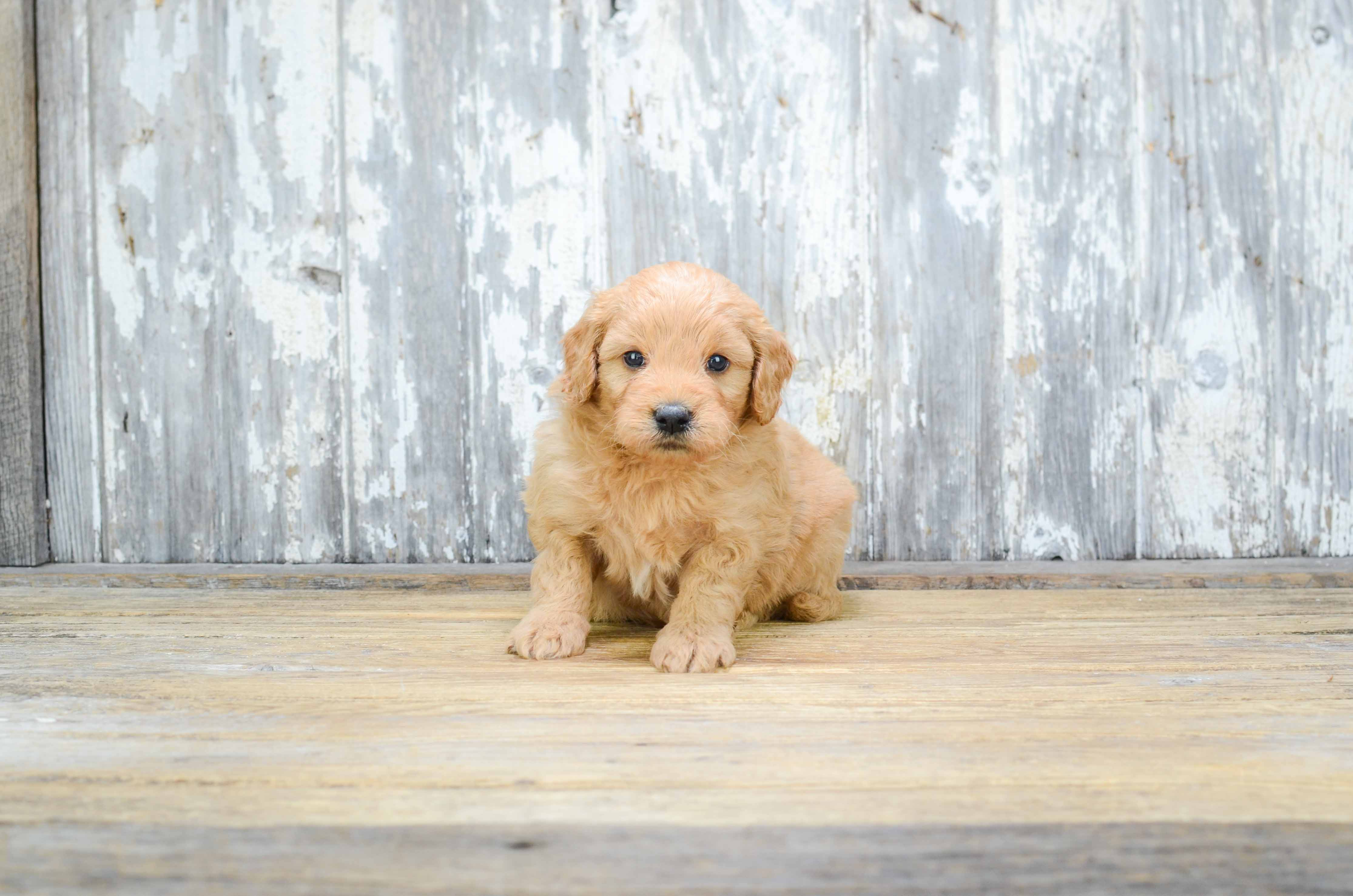 Mini Goldendoodle Puppy for Adoption