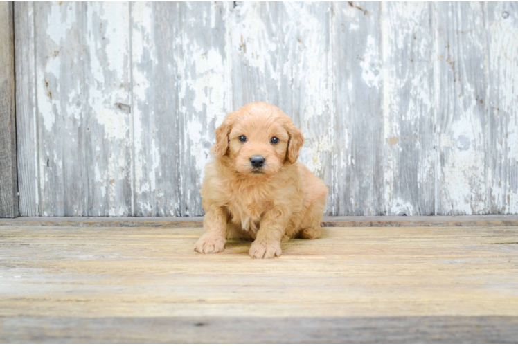 Mini Goldendoodle Puppy for Adoption