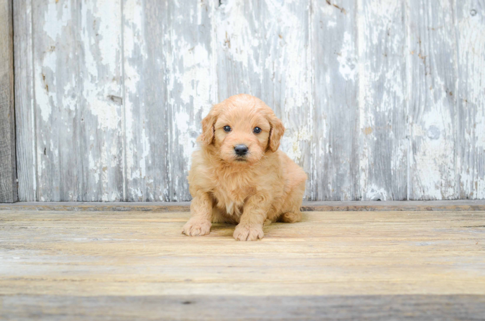 Mini Goldendoodle Puppy for Adoption