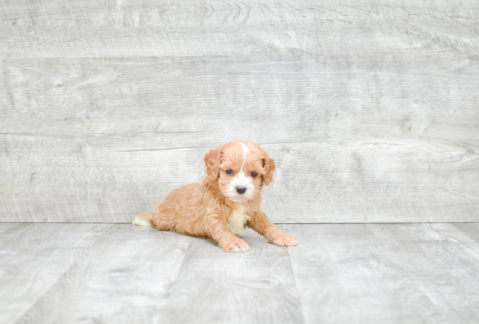 Playful Cavoodle Poodle Mix Puppy