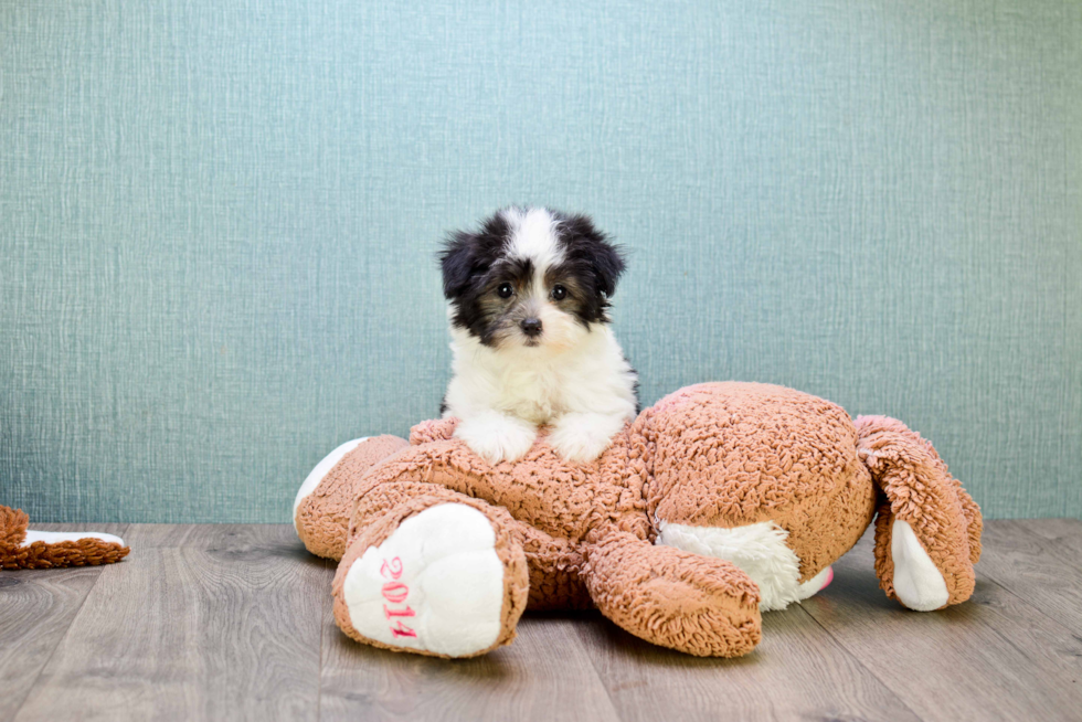 Funny Havanese Purebred Pup