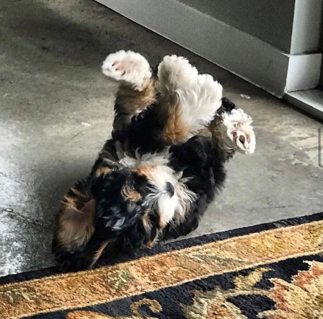 Mini Bernedoodle Puppies For Sale Your Journey Starts Here - 58pa5by