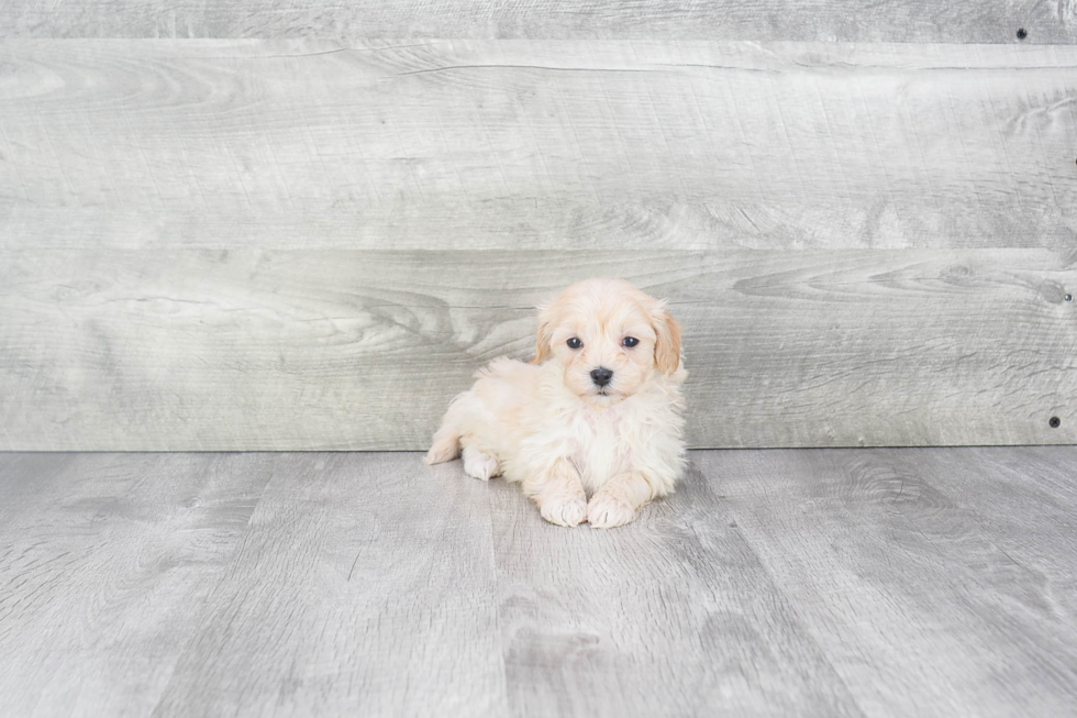 Playful Maltese Poodle Poodle Mix Puppy