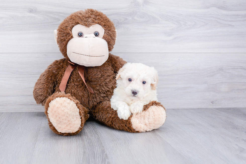 Hypoallergenic Maltepoo Poodle Mix Puppy