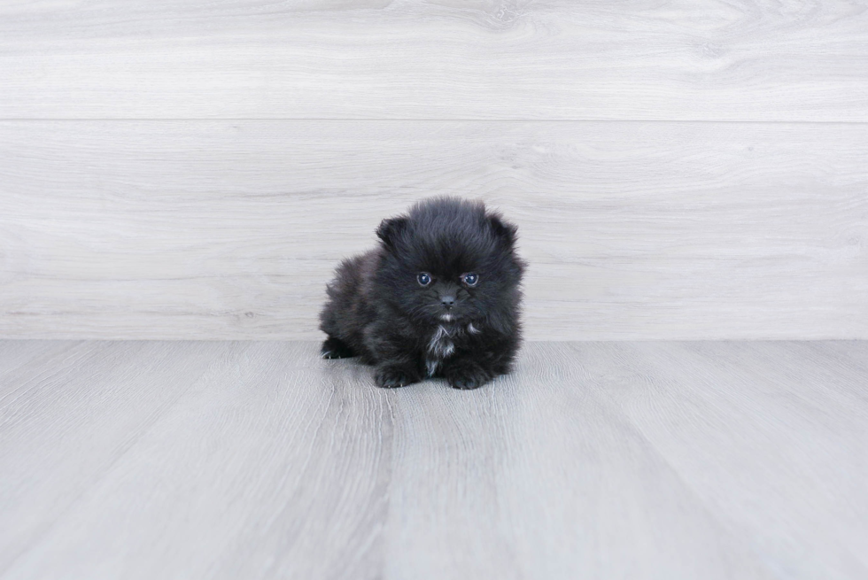 Happy Pomeranian Purebred Puppy