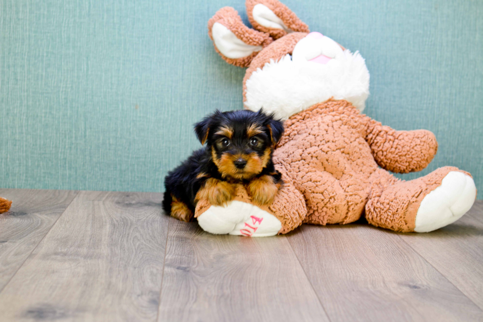 Meet Izzie - our Yorkshire Terrier Puppy Photo 